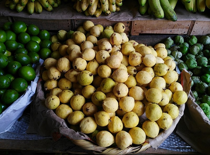 Calvillo es sede de la ruta de la guayaba